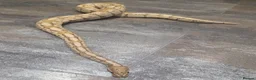 Snake reptiles for sale: Hognose & royal python ball python snake - Advert 5