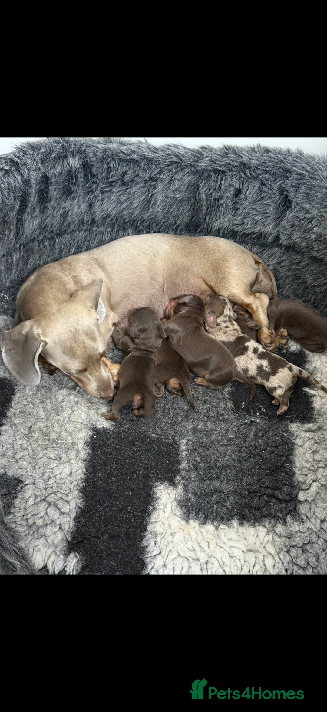 Miniature Dachshund dogs for sale: Quality long hair mini dachshund pups 🏡 - Image 6