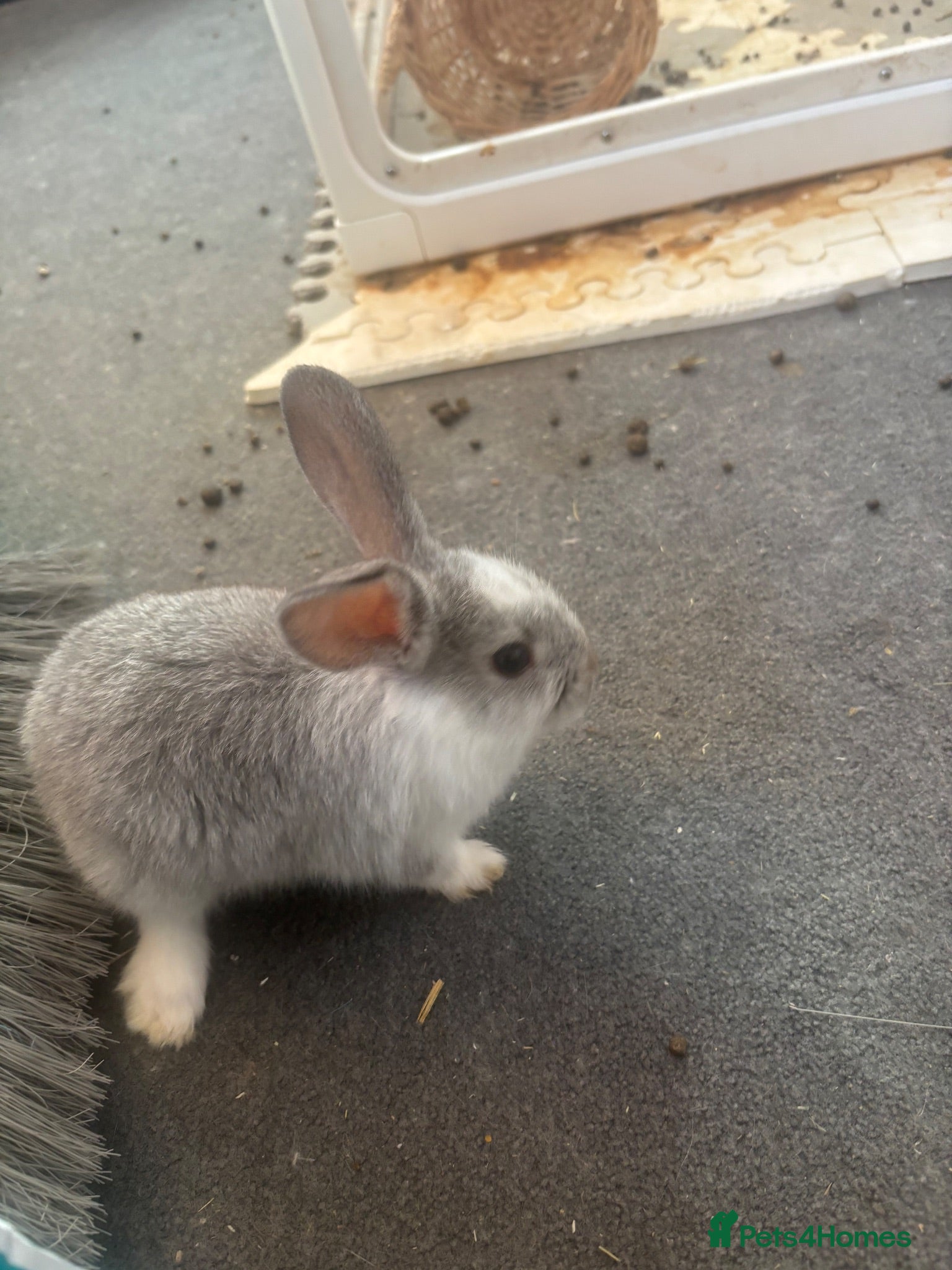English Lop rabbits Baby Rabbits - Advert 3