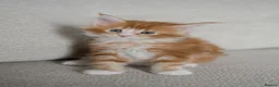 Maine Coon cats for sale: 5 Beautiful Russian Import Kittens TICA - Advert 29