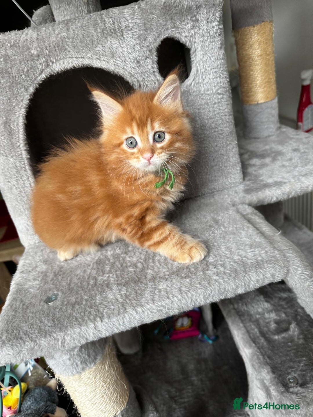 Maine Coon cats for sale: Ginger Polydactyl Main Coon kittens available - Image 14