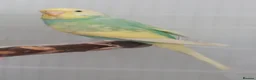 Budgerigars birds for sale: Outstanding pet baby budgies priced from £25 - Advert 4