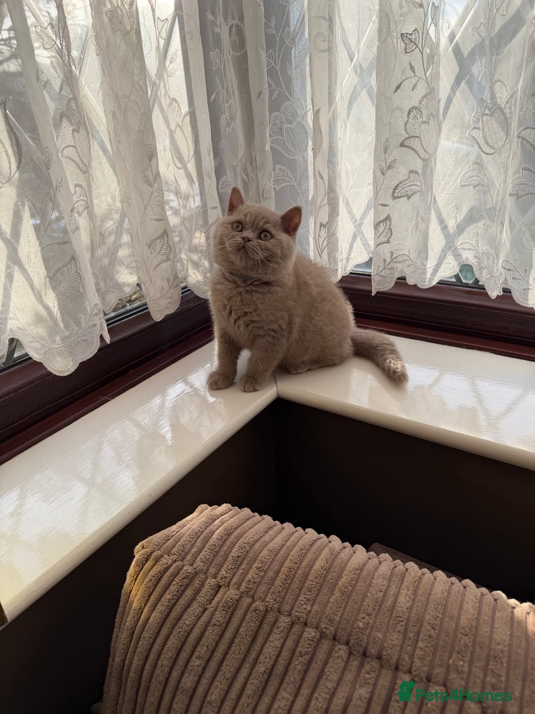 British Shorthair cats for sale: British Shorthair kittens  - Advert 19