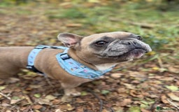 French Bulldog dogs for sale: Lola and Roo - Image 5