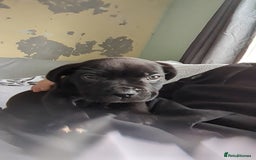 Mixed Breed dogs for sale: Needs a loving home  - Image 29