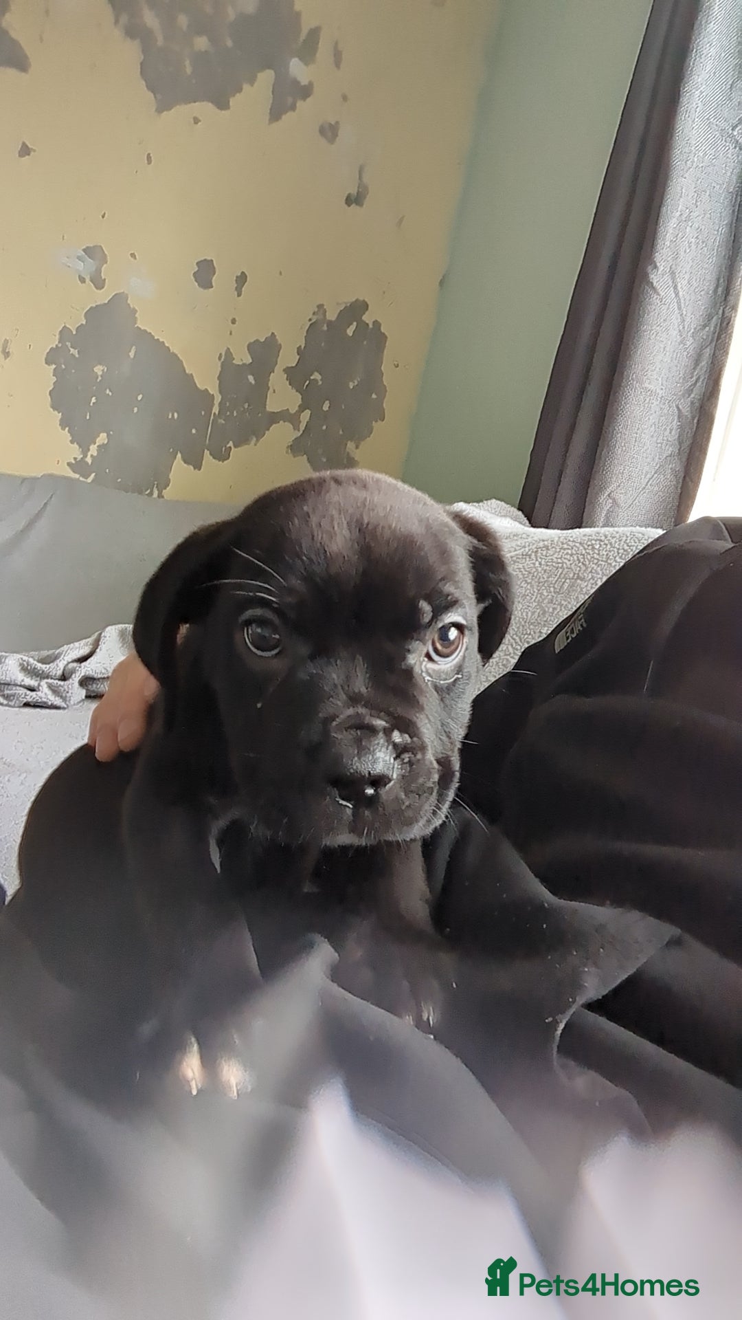 Mixed Breed dogs for sale: Needs a loving home  - Image 29