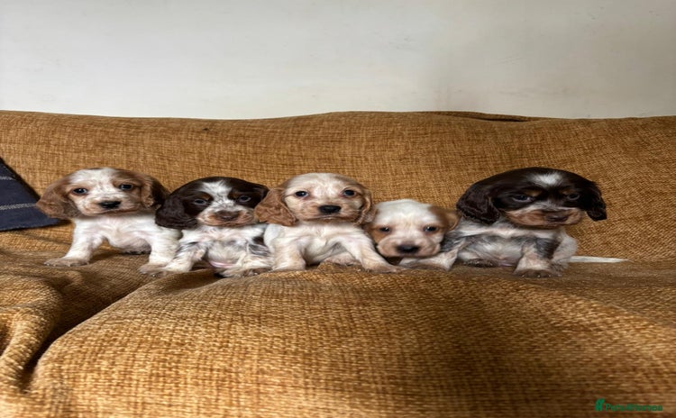 Cocker Spaniel dogs - Advert 8