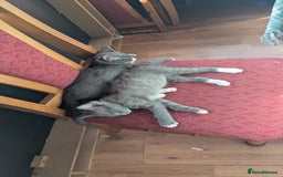 Mixed Breed cats for sale: Mixed breed , Maine coon x rag doll x local tom ! - Image 4