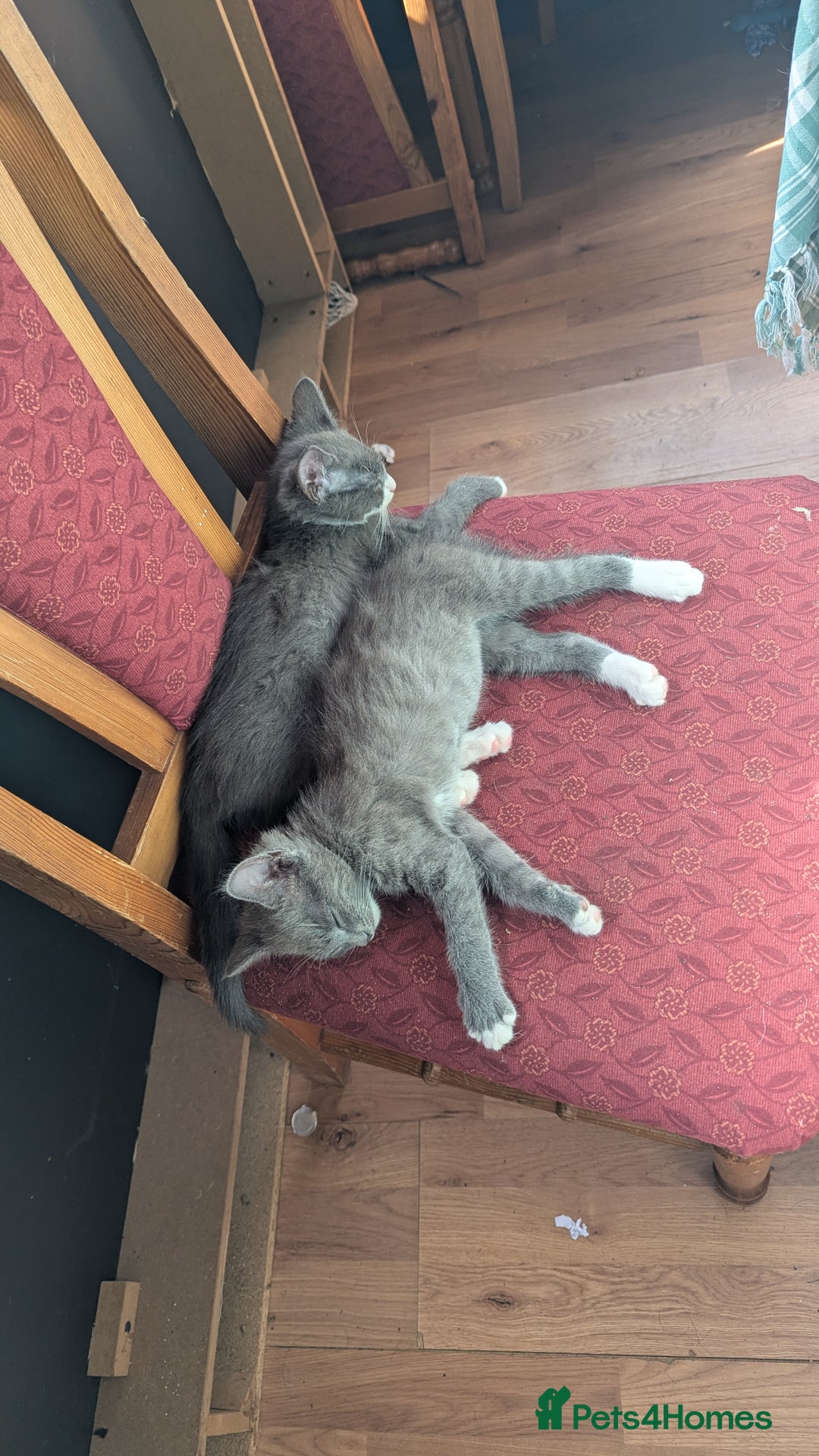 Mixed Breed cats for sale: Mixed breed , Maine coon x rag doll x local tom ! - Image 4