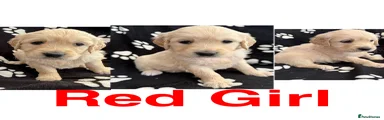 Red Collar 