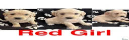 Golden Retriever dogs for sale: Kennel Club Health Tested Golden Retriever Puppies - Advert 4