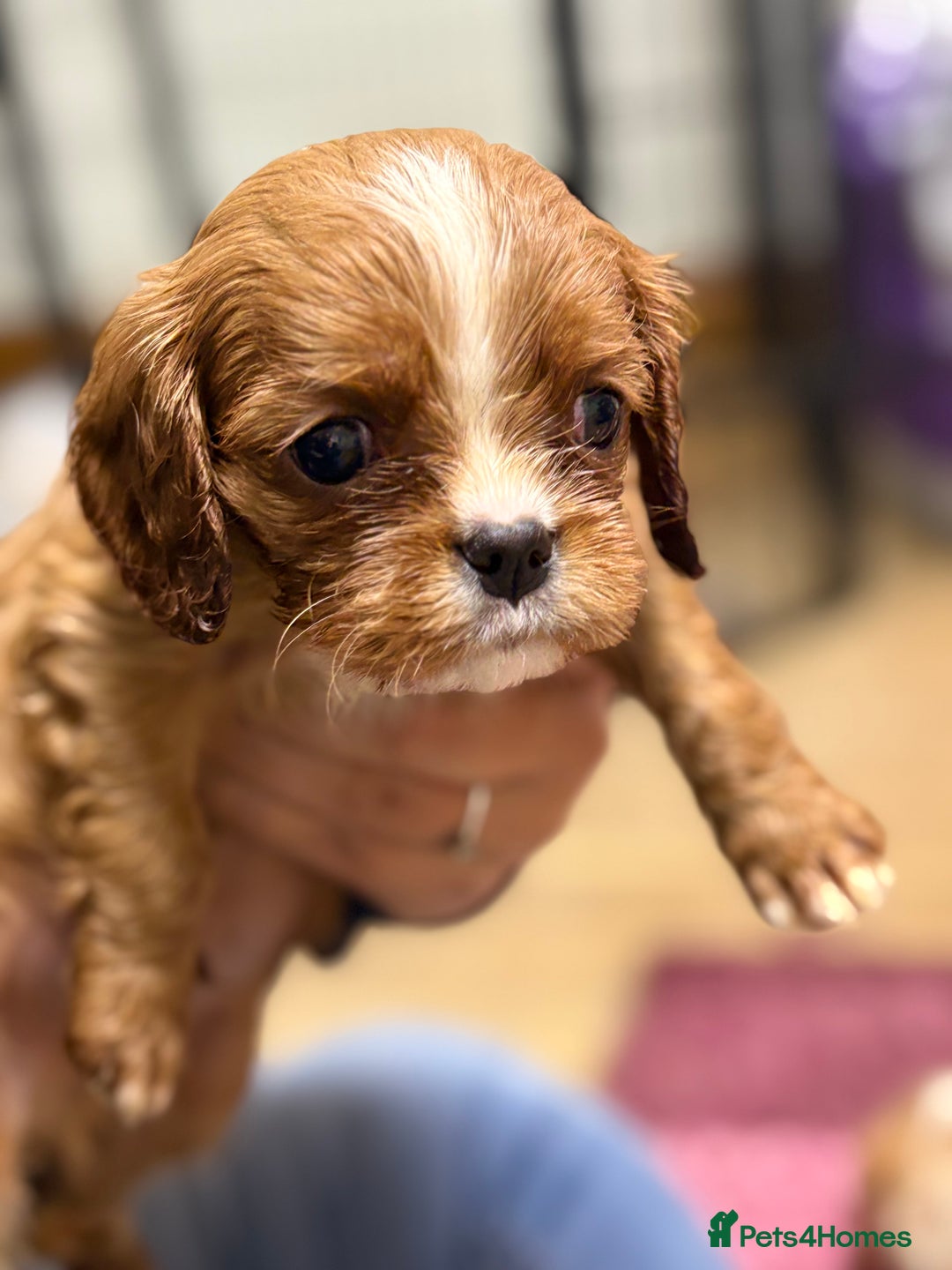 Cavalier King Charles Spaniel dogs for sale: Specialist Health Tested Cavalier King Charles  - Advert 18