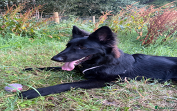 Shepsky dogs for sale: Oswald - Beautiful 11 month old German Shepard Mix - Image 3