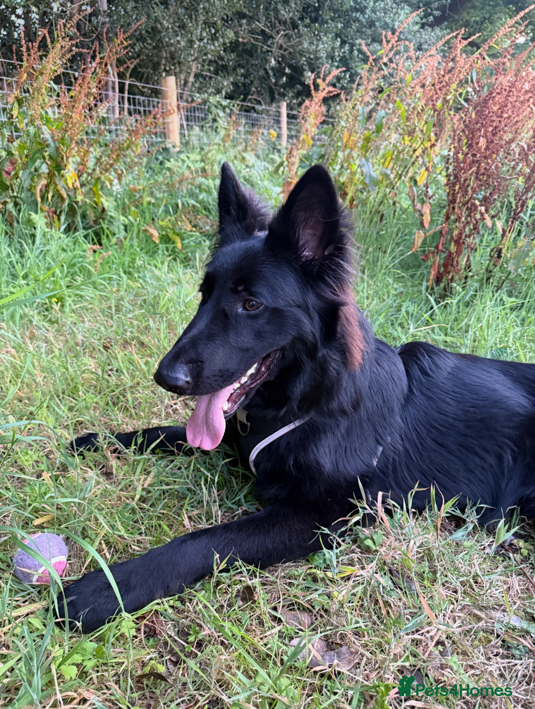Shepsky dogs for sale: Oswald - Beautiful 11 month old German Shepard Mix - Image 3