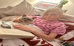 Ragdoll cats for sale: 2 year old ragdoll cat male - Image 4