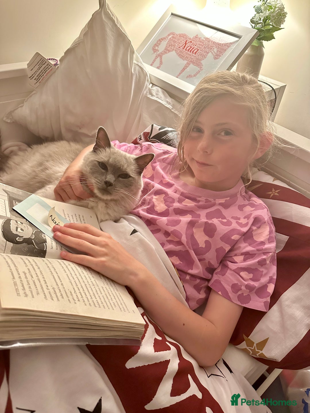 Ragdoll cats for sale: 2 year old ragdoll cat male - Image 4