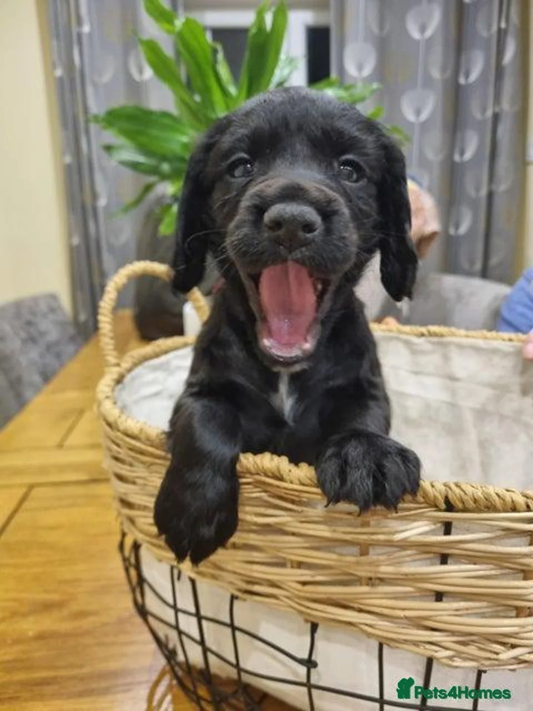 Cocker Spaniel dogs for sale: Wilson in Northampton - Advert 6