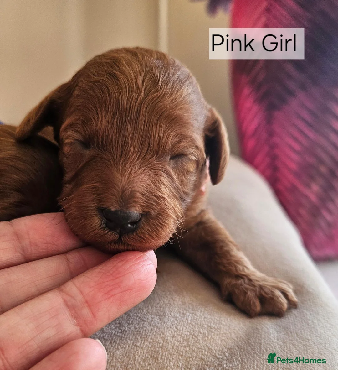 Cavapoo dogs for sale: Licensed breeder tiny toy red cavapoo pups  - Advert 16