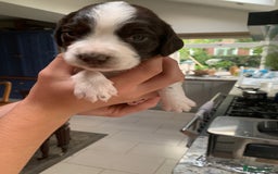 English Springer Spaniel dogs for sale: KC Reg English Springer Spaniel puppies - Image 10