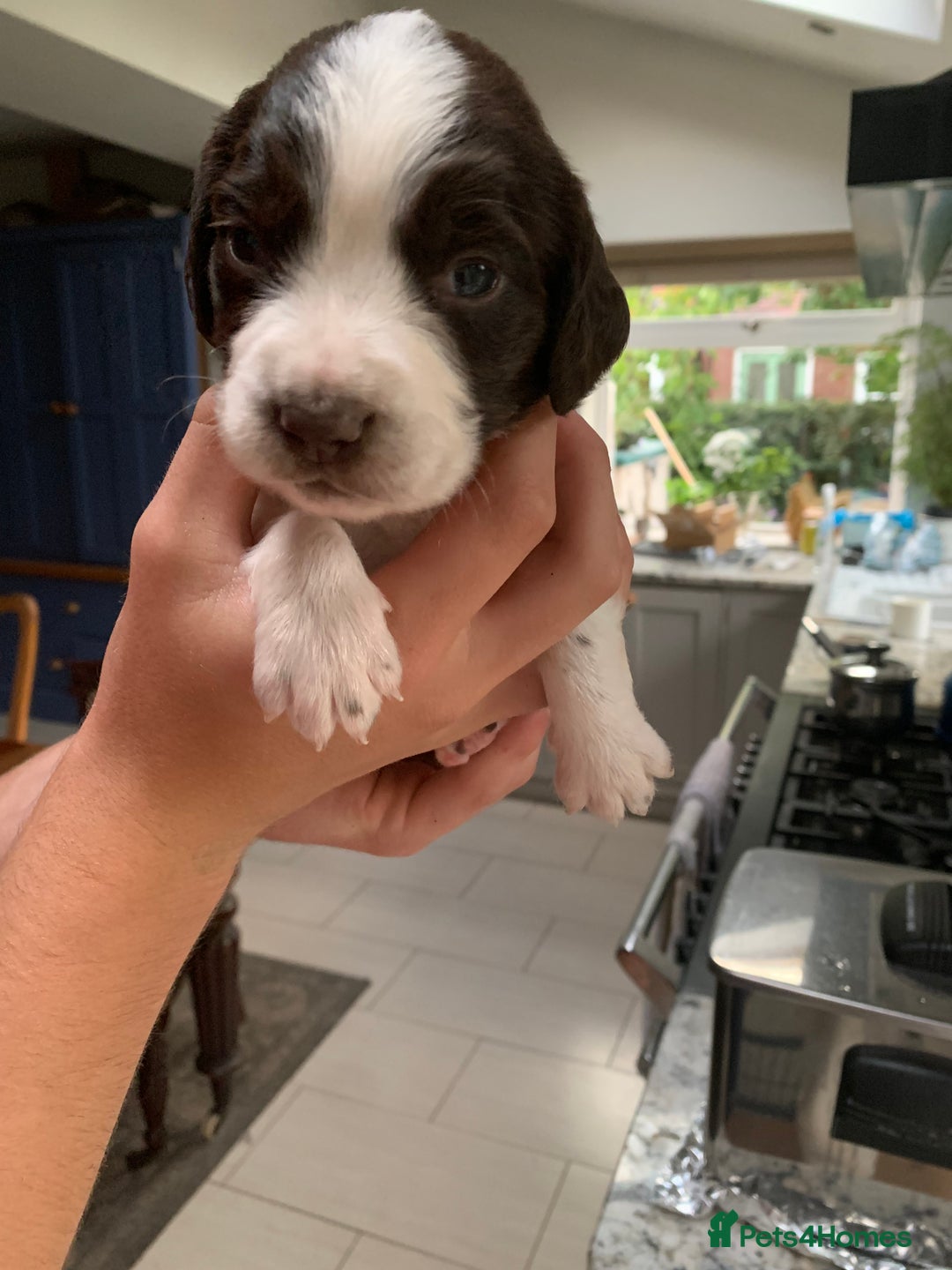 English Springer Spaniel dogs for sale: KC Reg English Springer Spaniel puppies - Image 10