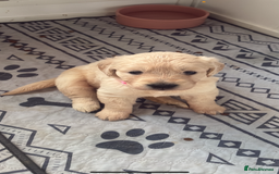 Golden Retriever dogs for stud: Golden retriever stud  - Image 3