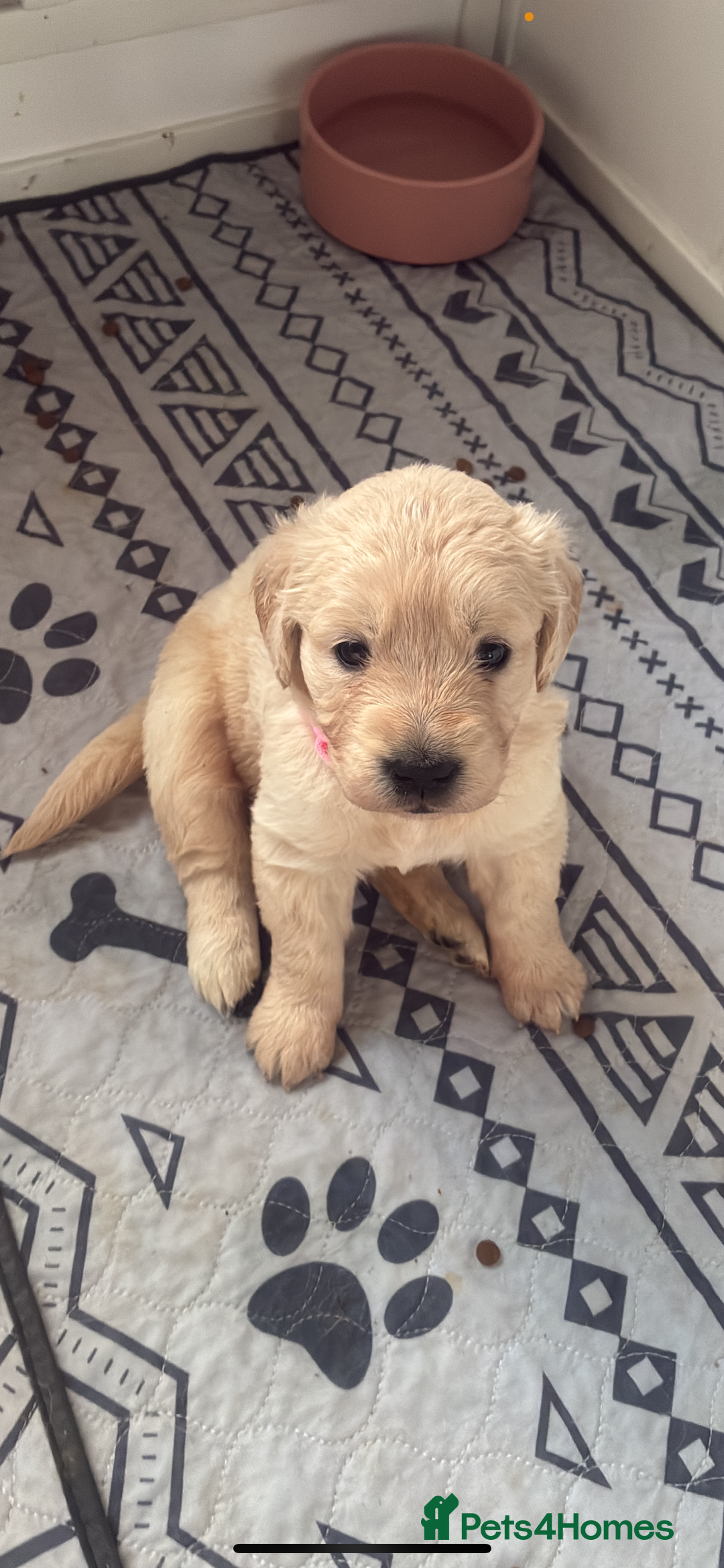 Golden Retriever dogs for stud: Golden retriever stud  - Image 3