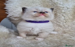 Ragdoll cats for sale: 2 male pure Ragdoll kittens ready now!  - Image 15