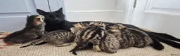 Mixed Breed cats for sale: Seven Tabbies from our Lucky Black Cat - Advert 5