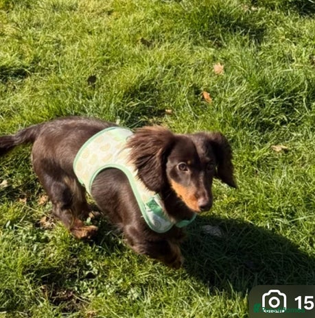 Miniature Dachshund dogs in Loughton - Advert 13