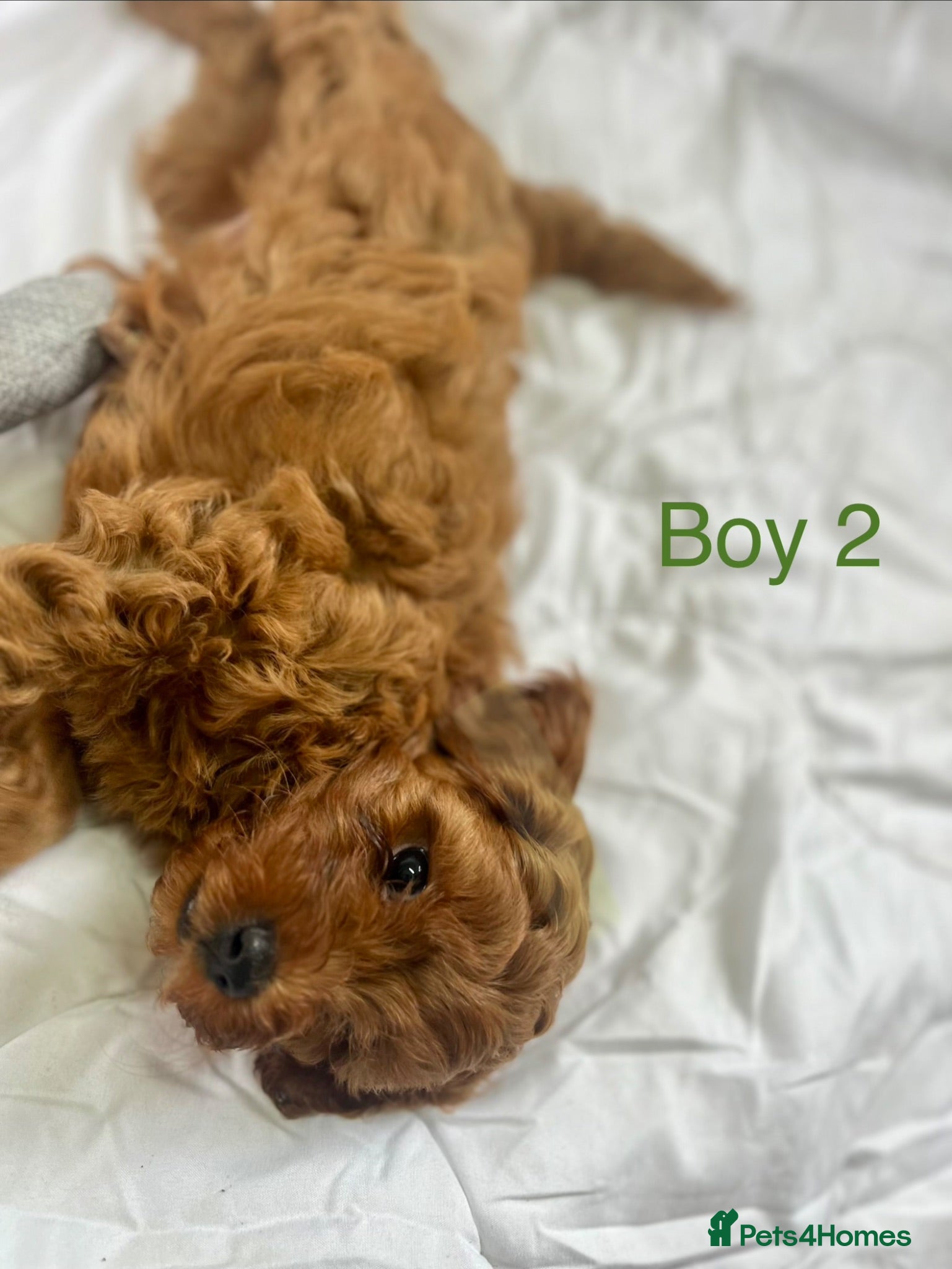 Cavapoo dogs Stunning red Cavapoo pups  - Advert 1