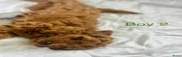 Cavapoo dogs for sale: Stunning red Cavapoo pups  - Advert 5