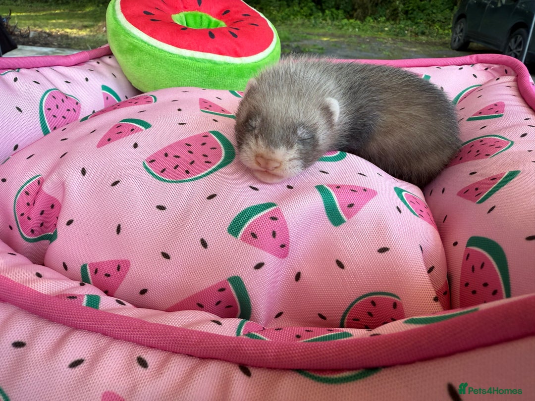 Ferret rodents for sale: Ferrets for sale  - Image 10