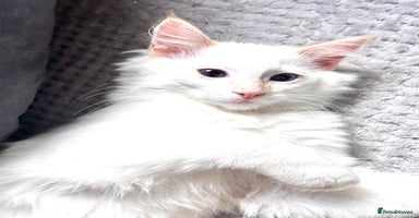 Ragdoll cats - Advert 9