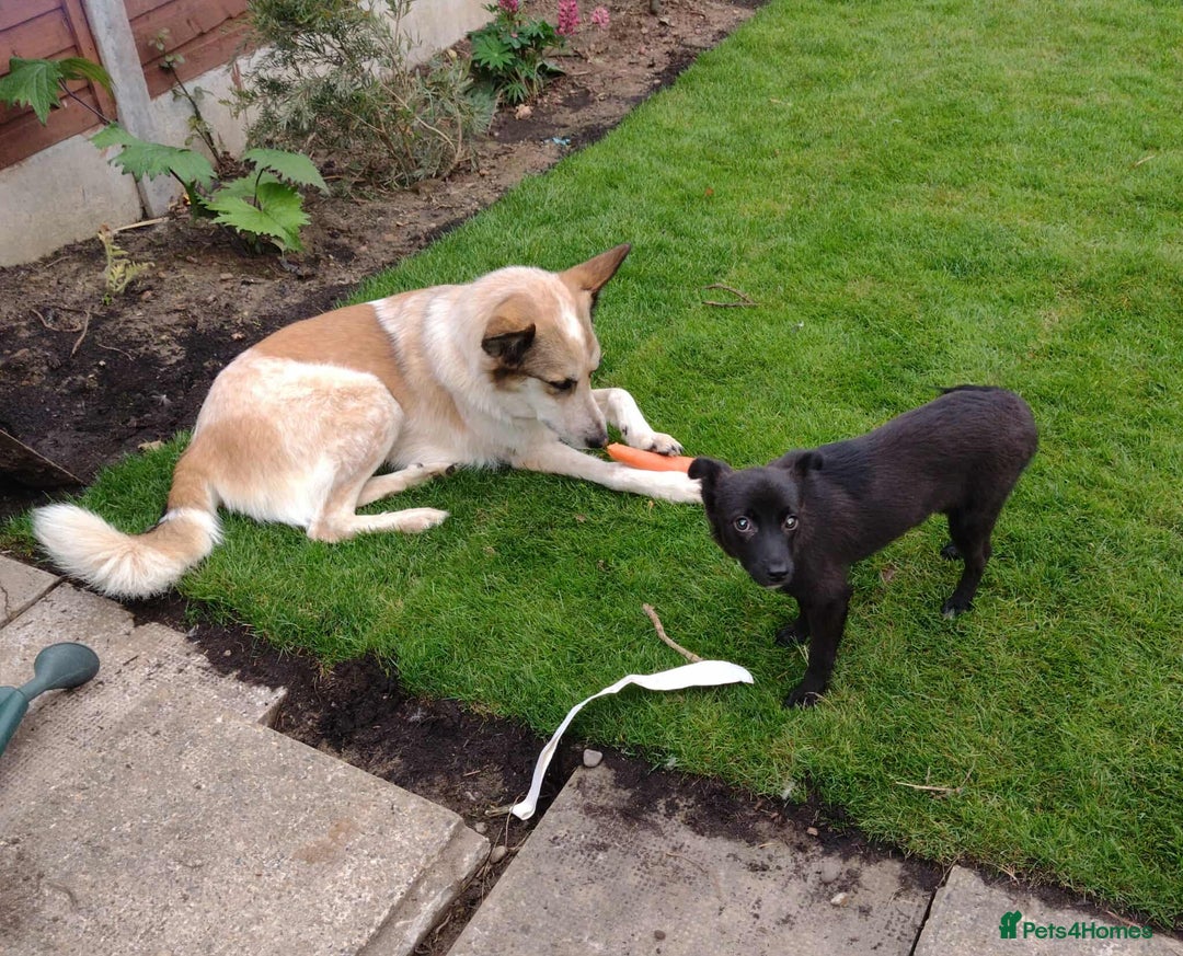 Mixed Breed dogs for adoption: 🥮Muffin🥮 for adoption, fostered in BEDS - Image 3