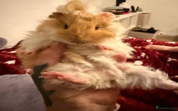 Guinea Pig rodents for sale: Lottie Girl Guinea pig.  - Image 1