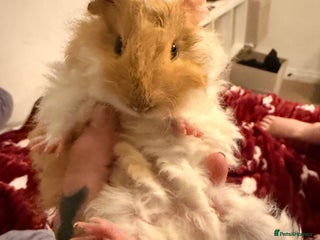 Guinea Pig rodents - Advert 3