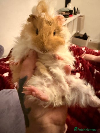 Guinea Pig rodents - Advert 4