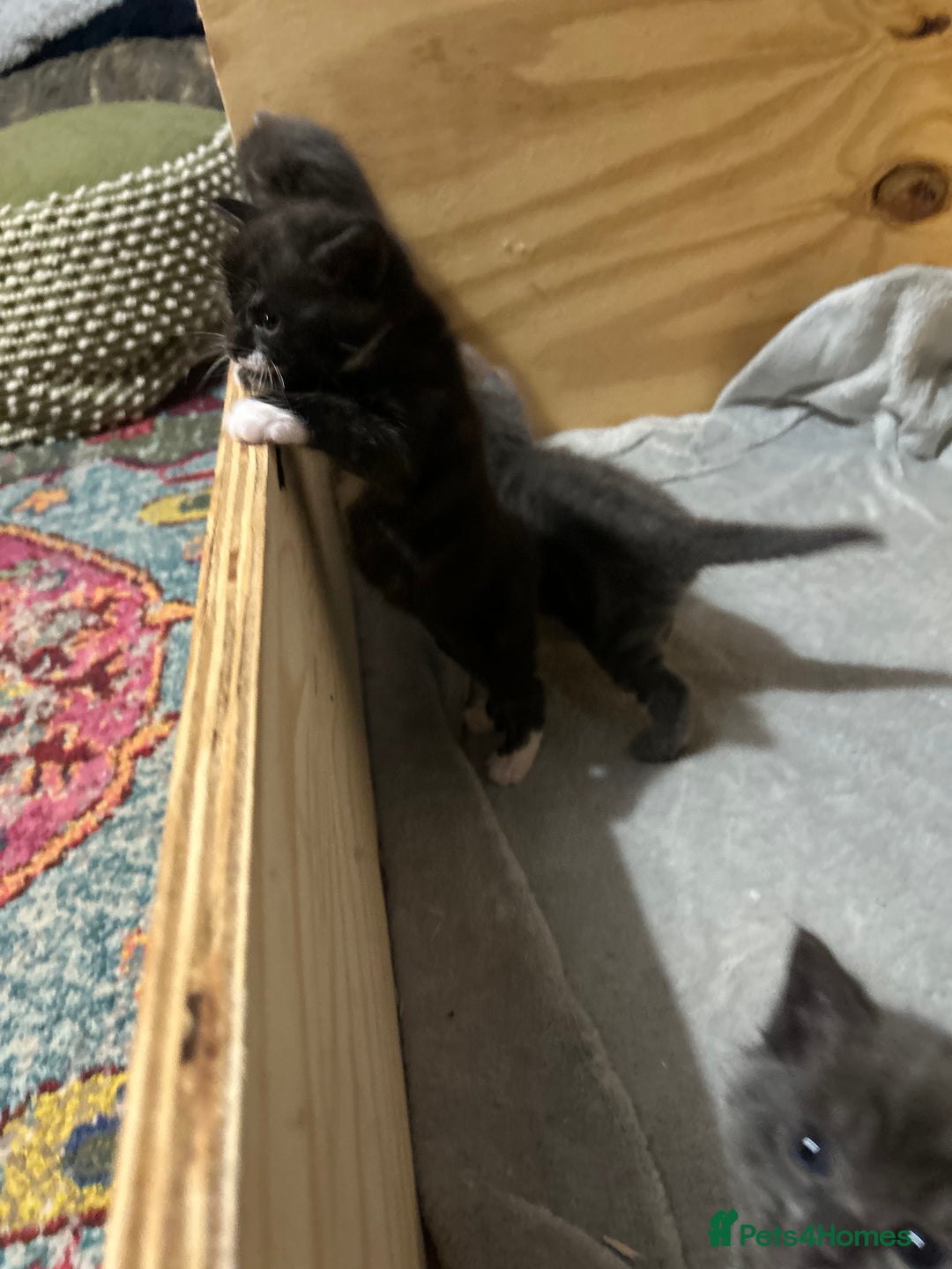 Norwegian Forest Cat cats for sale: BLACK&SILVER NORWEGIAN BOY LEFT  - Advert 9