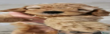 Cockapoo 1