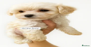 Maltipoo dogs - Advert 6