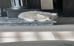 Mixed Breed cats for sale: 3 beautiful baby’s looking for their loving home  - Image 8