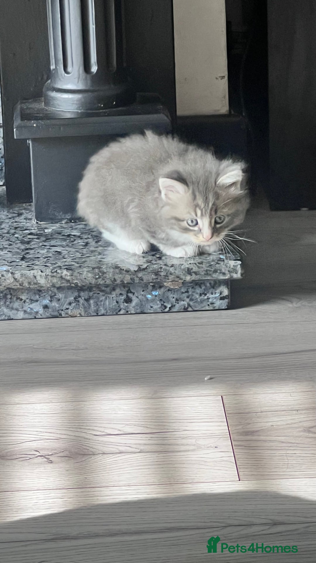 Mixed Breed cats for sale: 3 beautiful baby’s looking for their loving home  - Image 8