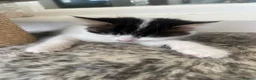 British Longhair cats for sale: Two beautiful longhaired kittens  in Hayling Island - Advert 7
