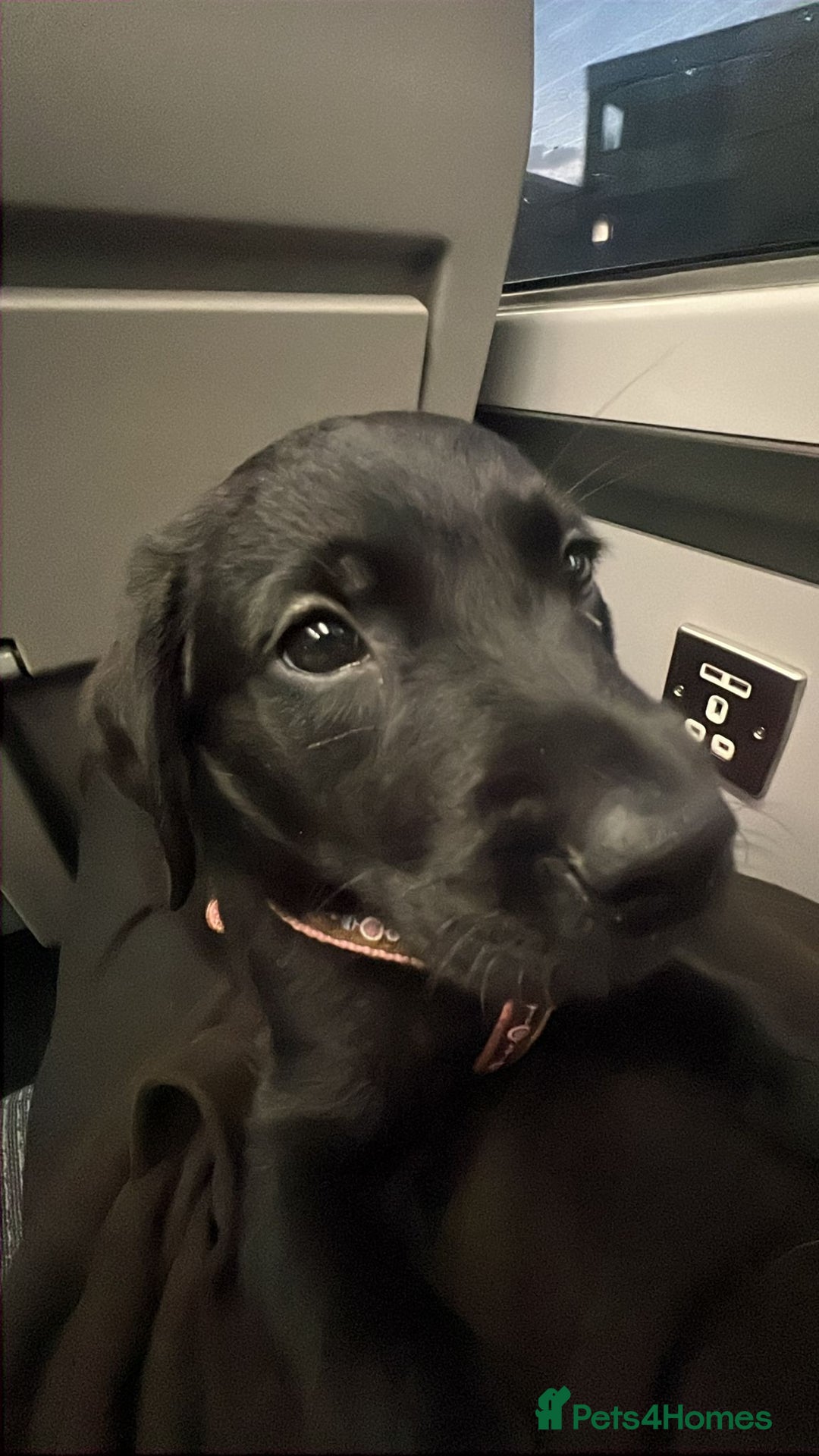 Goldador dogs for sale: male goldador puppy for sale  - Advert 6