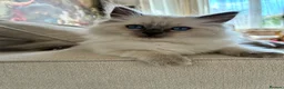 Ragdoll cats for sale: Fluffy, Cute Ragdolls for sale. Indoor Only 🧸 - Advert 17