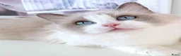 Ragdoll cats for sale: INDOOR FULL PEDIGREE 4 YEARS RAGDOLL FEMALE CAT - Advert 5