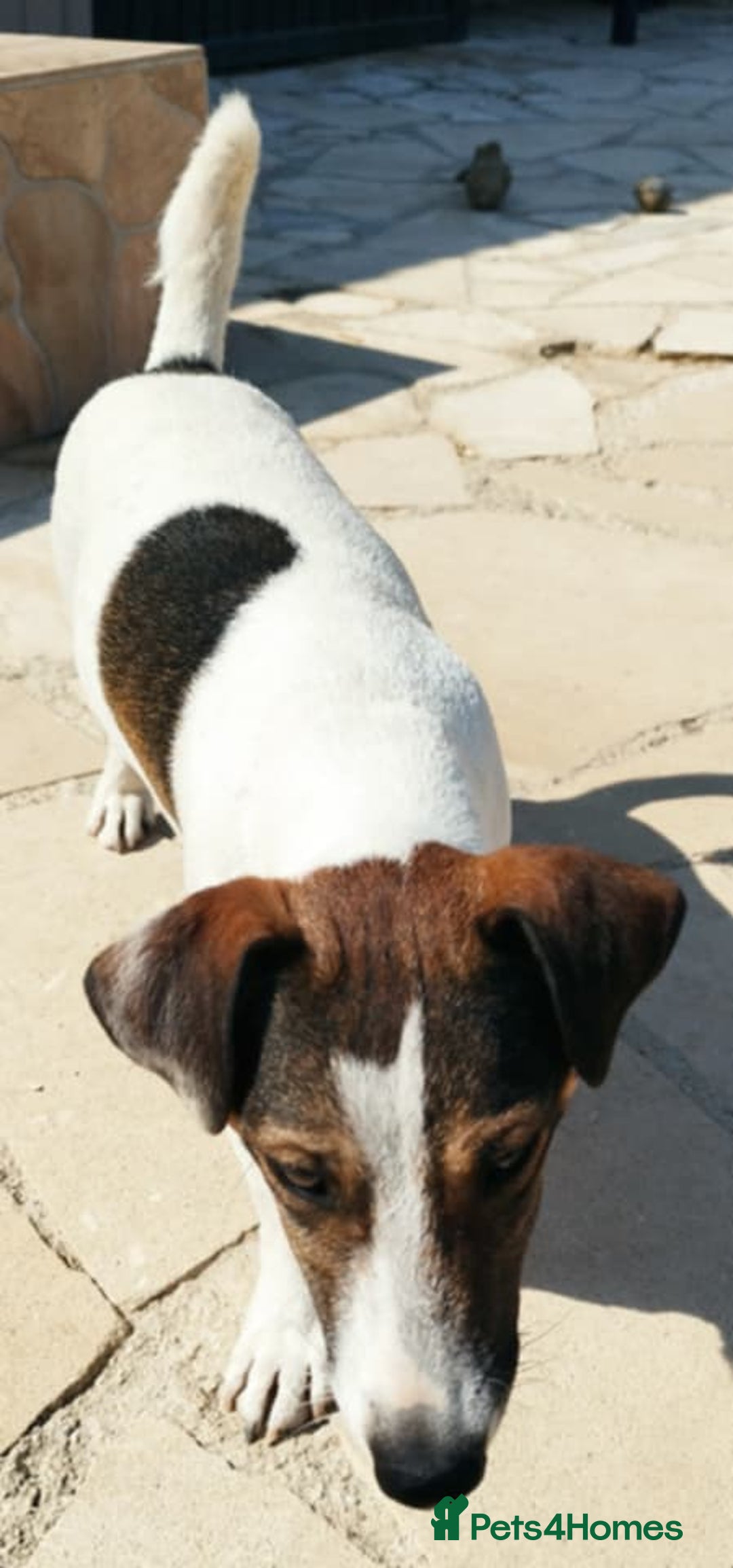Jack Russell dogs for adoption: Vekku ,A Little Dog with a Big Heart ❤️  - Image 11