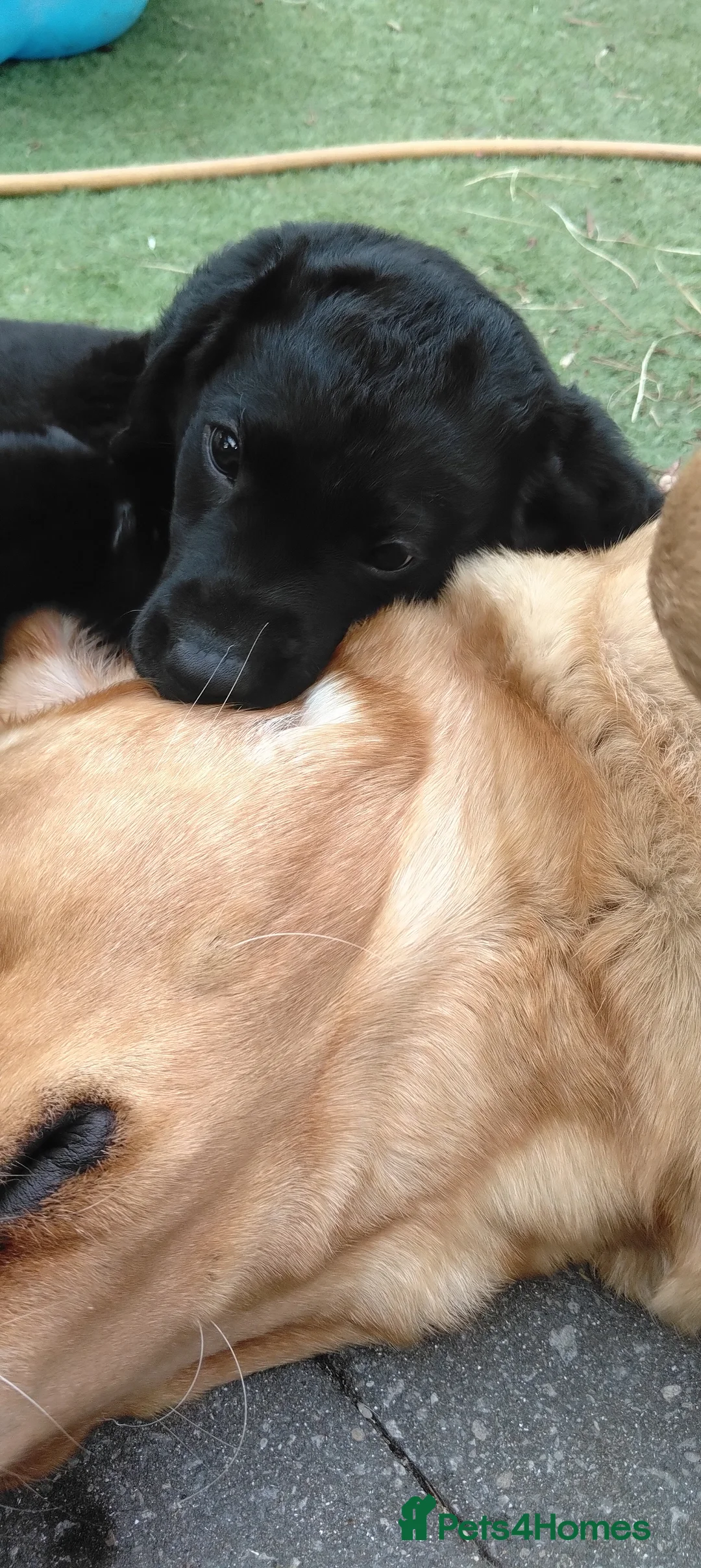 Labrador Retriever dogs for sale: Henergy Tenessee. RKC REG. Black well bred male. - Advert 2