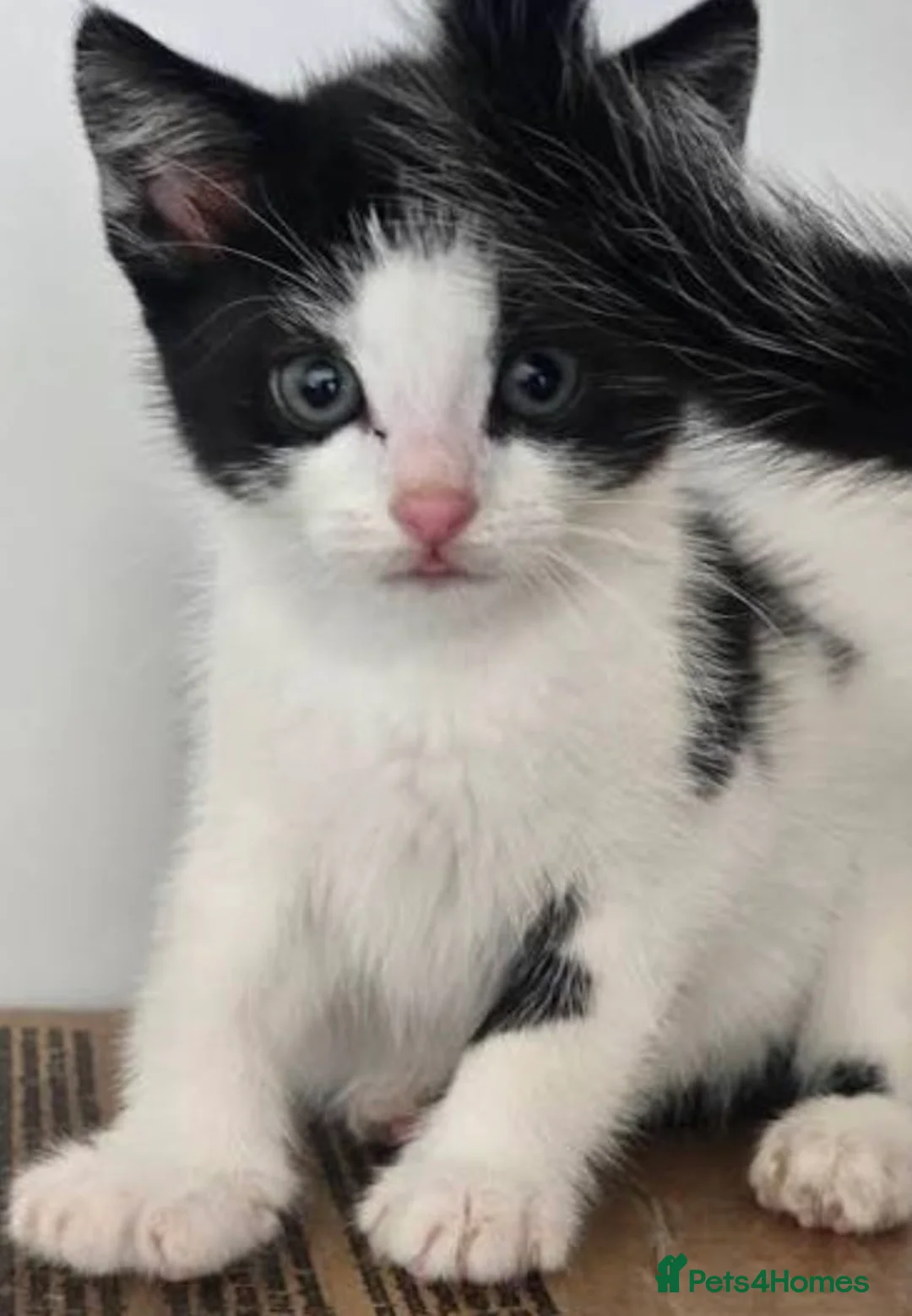 Mixed Breed cats for sale: Kitten for sale in London - Advert 2