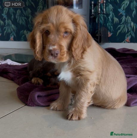 Cocker Spaniel dogs Ready to fly the nest!! kc Show Cocker Spaniels - Advert 5